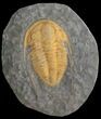 Orange Hamatolenus Trilobite - Morocco #41476-1
